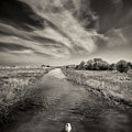 White Swan